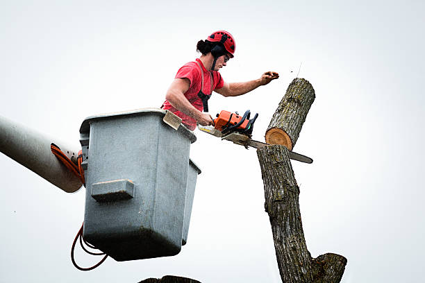 How Our Tree Care Process Works  in  Scotts Valley, CA