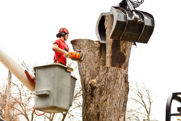 Professional Tree Removal Services in Scotts Valley, CA